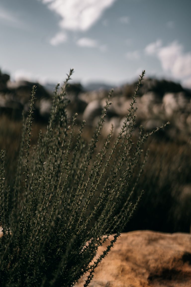 fynbos