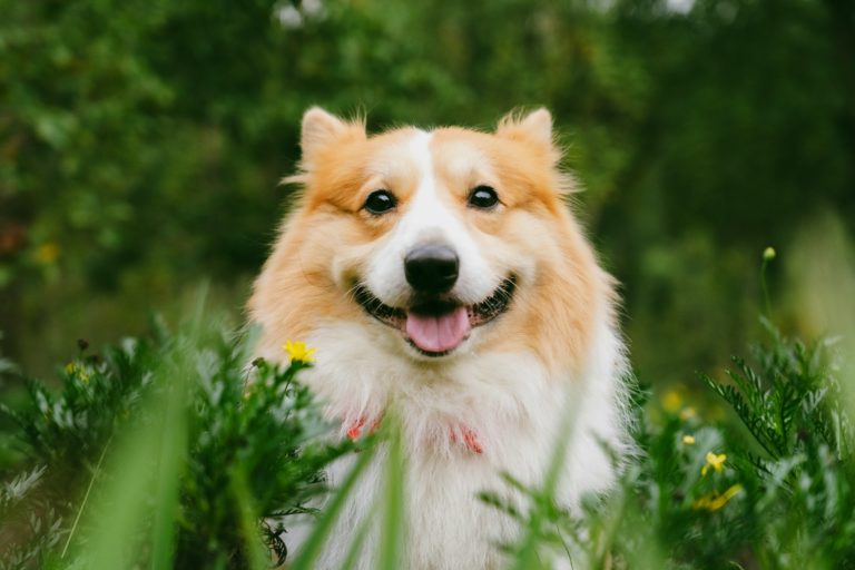 Everyday things that could be getting under your dog’s skin dog
