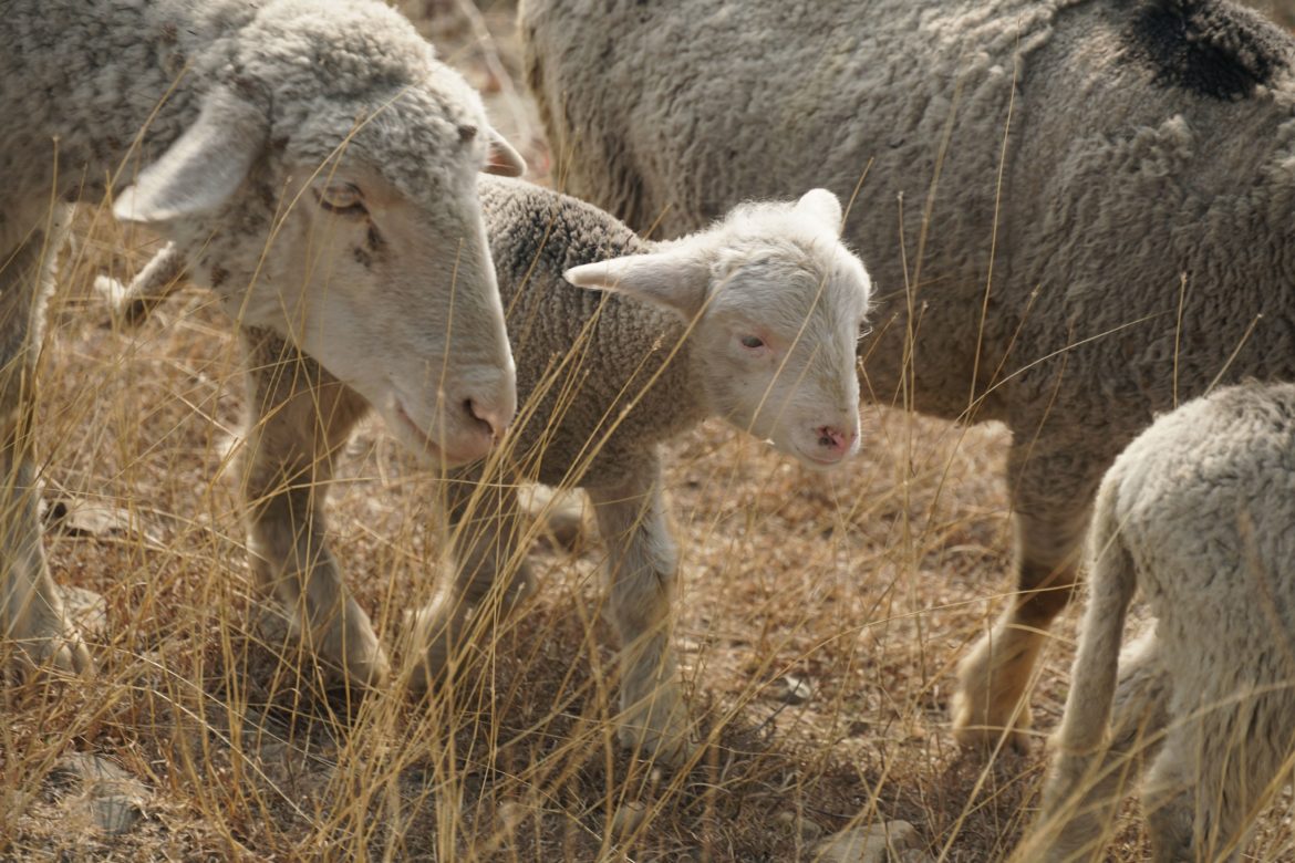 Karoo Lamb
